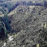 Maltempo Trentino, Dolomiti stravolte: milioni di alberi abbattuti dalla furia dei venti [FOTO e VIDEO]