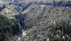 maltempo trentino alberi abbattuti