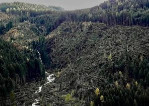 maltempo trentino alberi abbattuti