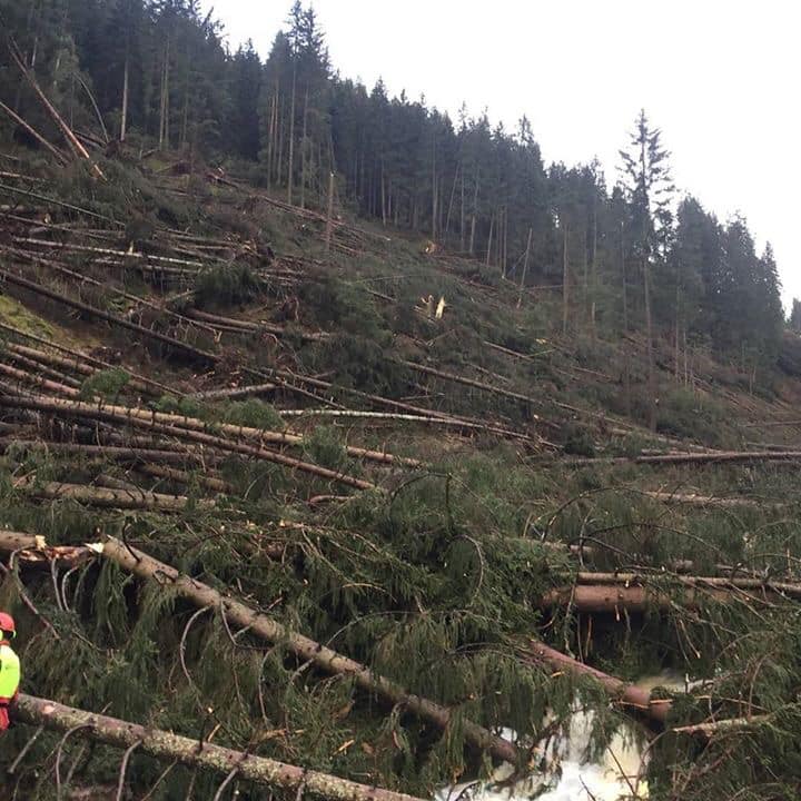 maltempo trentino alberi abbattuti