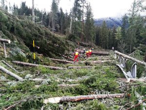 maltempo trentino alberi abbattuti