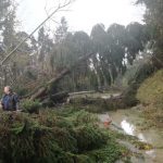 Maltempo: abbattuti 14 milioni di alberi, a rischio l’equilibrio ambientale