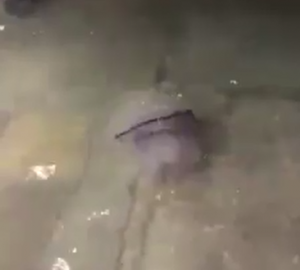 medusa venezia acqua alta