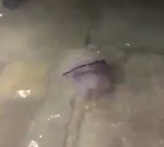 medusa venezia acqua alta