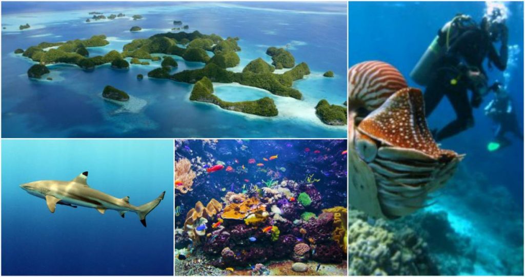 palau bando creme solari