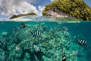 palau bando creme solari