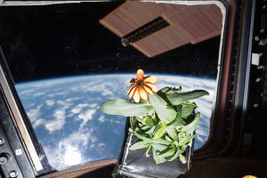 pianta spazio iss