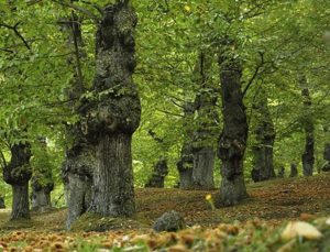 Albero Castagno
