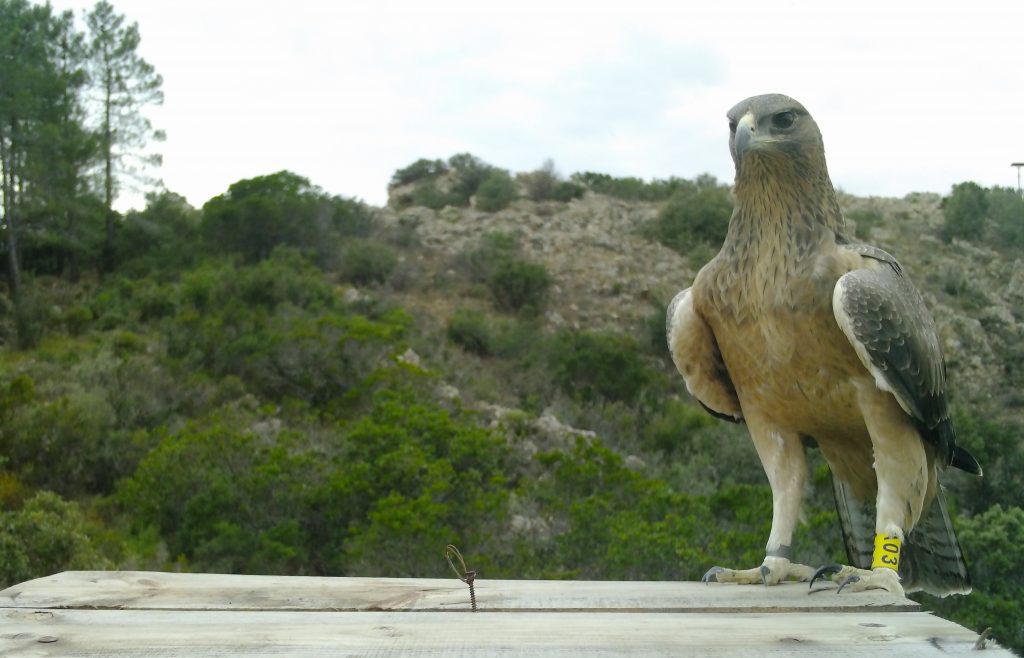 Aquila Bonelli