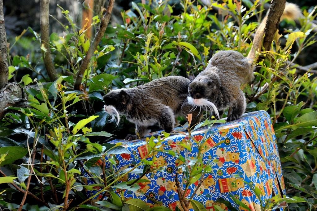 Natale Bioparco Roma