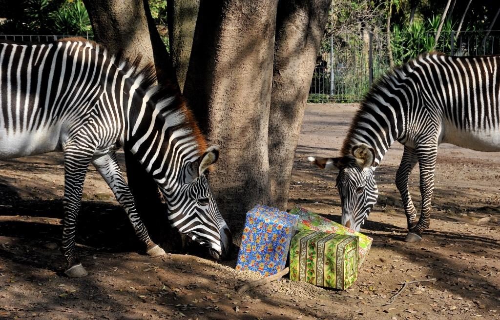Natale Bioparco Roma