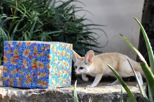 Natale Bioparco Roma