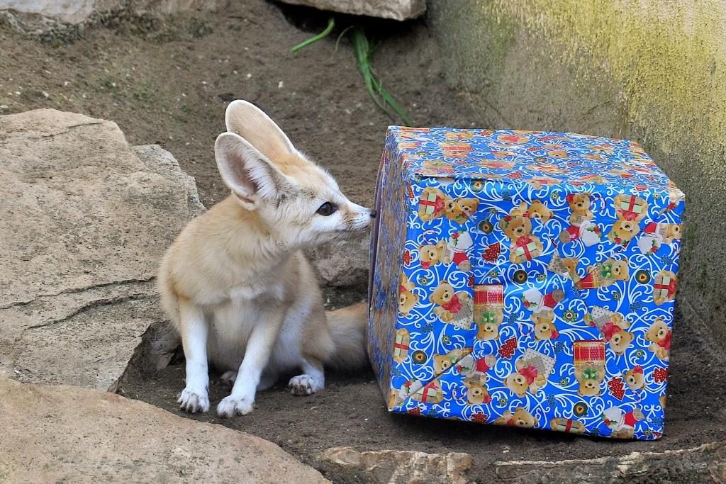 Natale Bioparco Roma