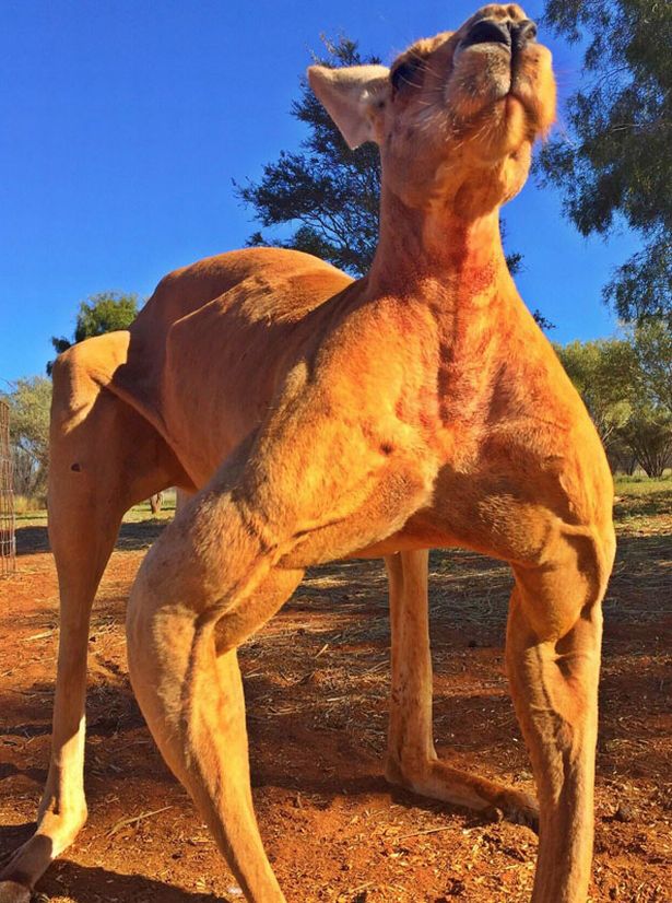 canguro roger