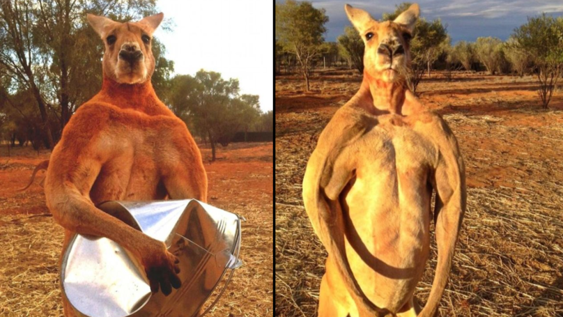 canguro roger