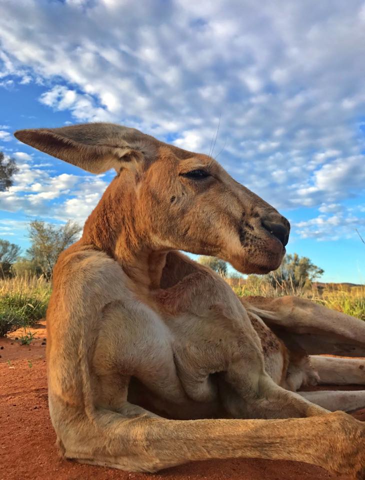 Kangaroo Sanctuary Alice Springs