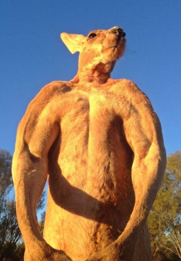 canguro roger