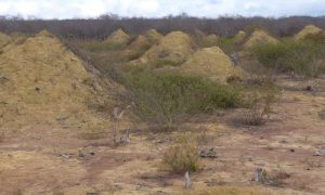 cumuli termiti brasile