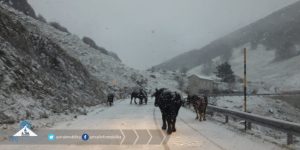 forca d'acero