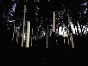 foresta piegaro
