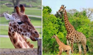 estinzione giraffe