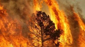 incendio bosco