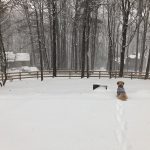 Maltempo USA, intensa tempesta di neve e ghiaccio dalla Carolina del Nord alla Virginia: 1 vittima, oltre 500 incidenti e blackout [FOTO]