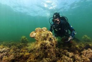 pinna nobilis parassita