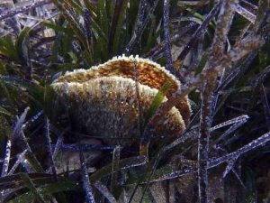 pinna nobilis parassita