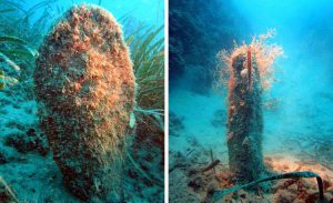 pinna nobilis parassita