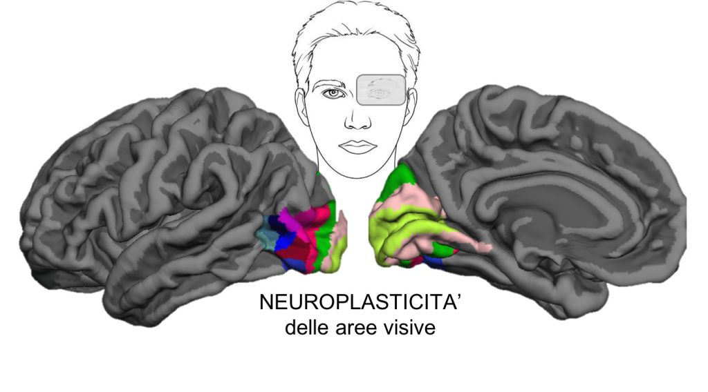 plasticità cervello