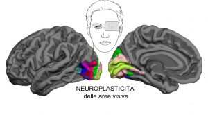 plasticità cervello