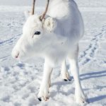 Norvegia, avvistato uno splendido cucciolo di renna bianchissimo: sembra proprio uscito da un racconto sul Natale [FOTO]