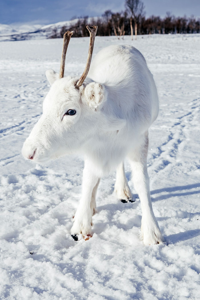 renna bianca norvegia