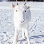 Norvegia, avvistato uno splendido cucciolo di renna bianchissimo: sembra proprio uscito da un racconto sul Natale [FOTO]
