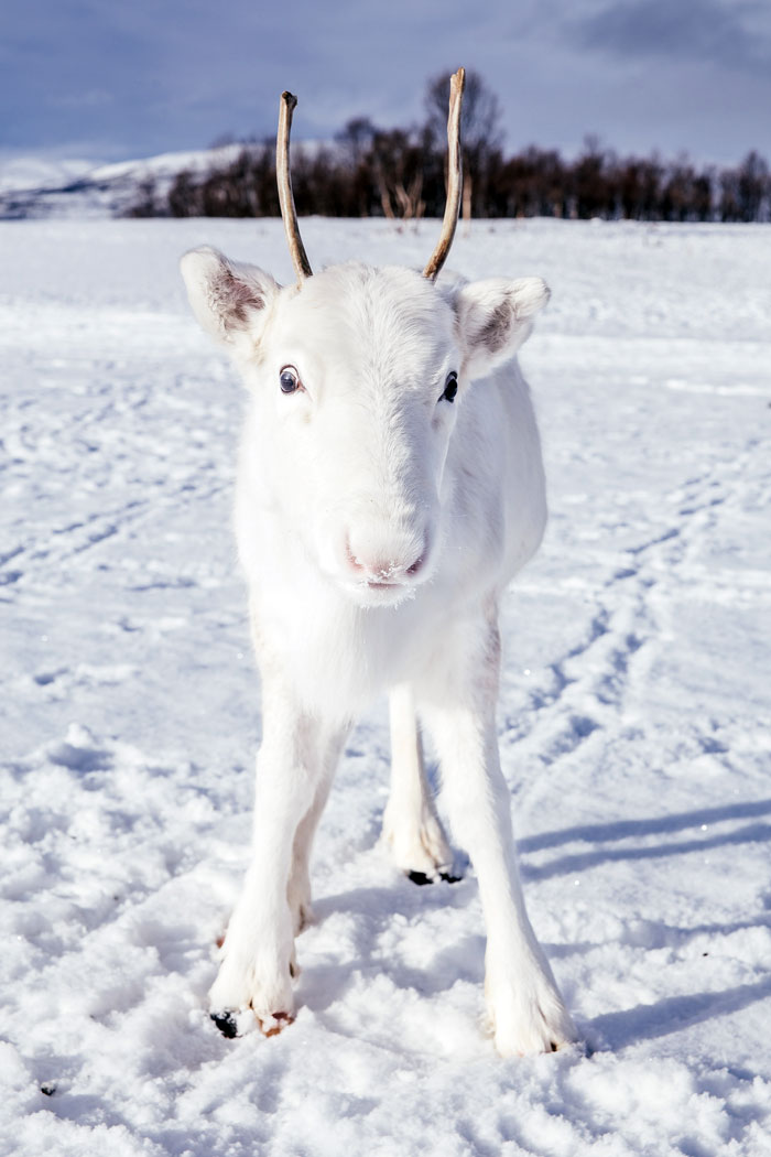 renna bianca norvegia