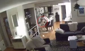 terremoto alaska
