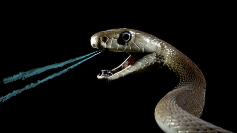 veleno serpente serpenti