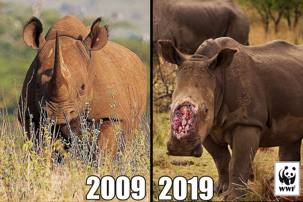 #10yearschallenge rinoceronti