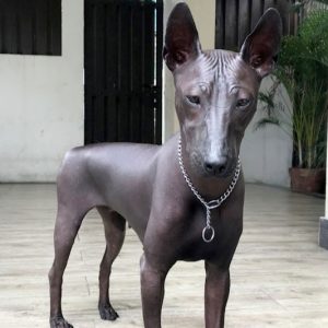 cane statua