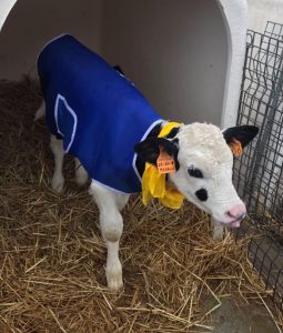 cappotto mucche Coldiretti
