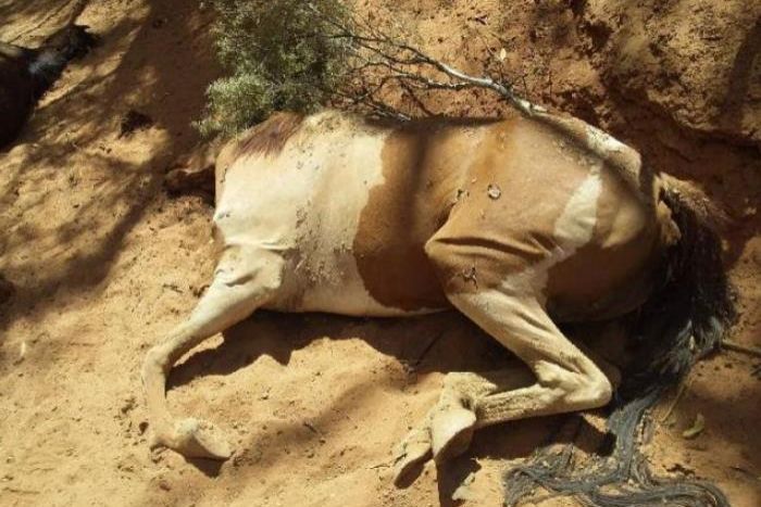 cavalli morti caldo australia