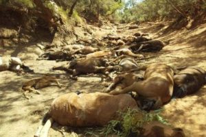 cavalli morti caldo australia