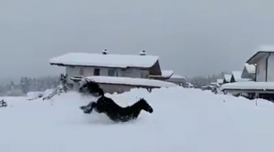 cavalli neve austria