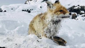 freddo turchia animali congelati