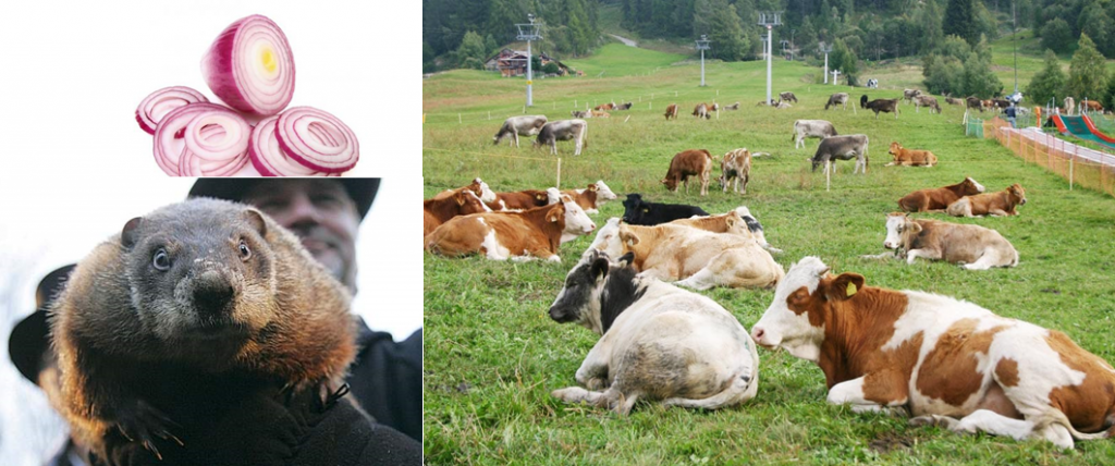 giorno marmotta meteo animali