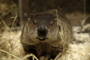 marmotta new jersey