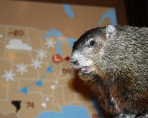 marmotta tennesse