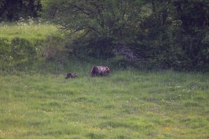 orso marsicano