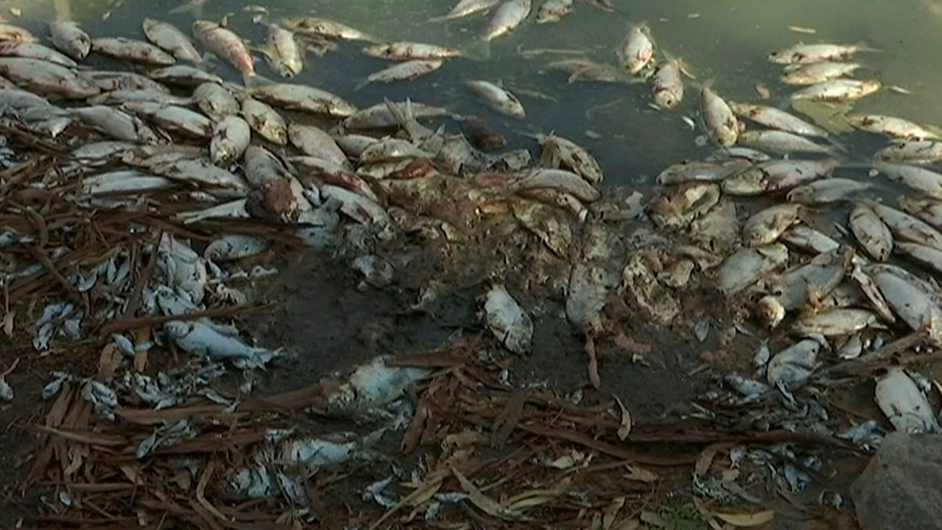 pesci morti caldo australia